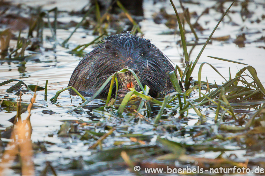 Nutria