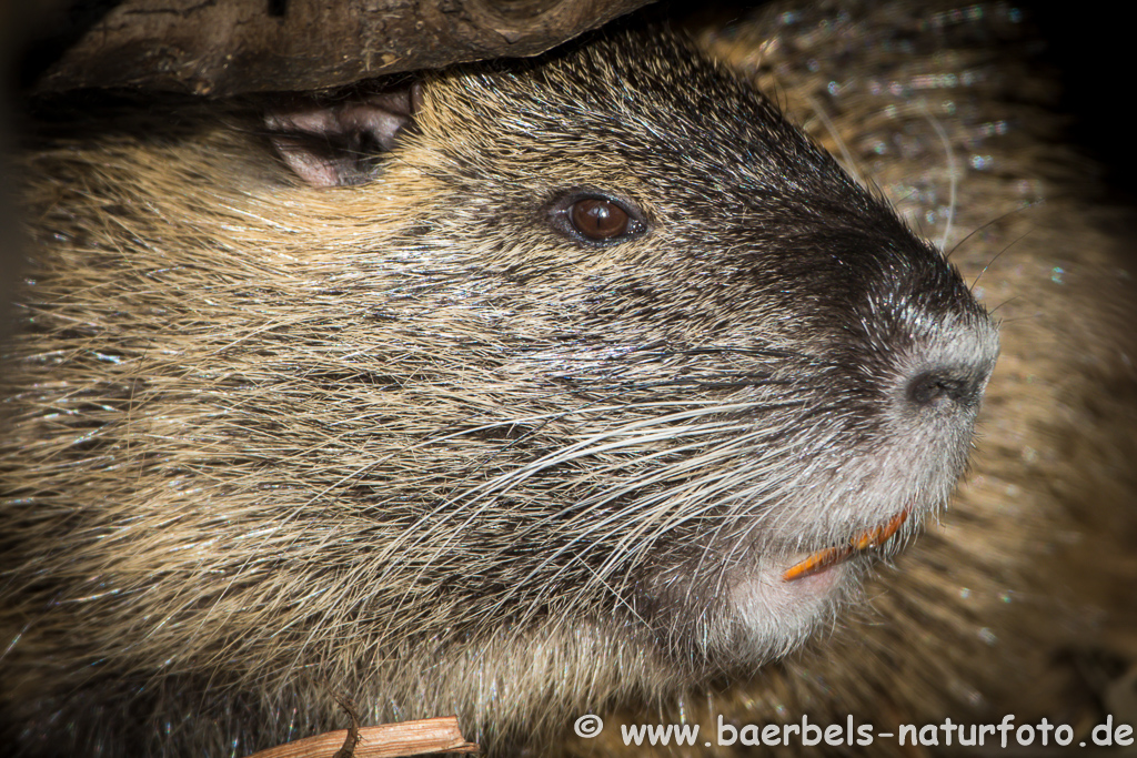 Nutria