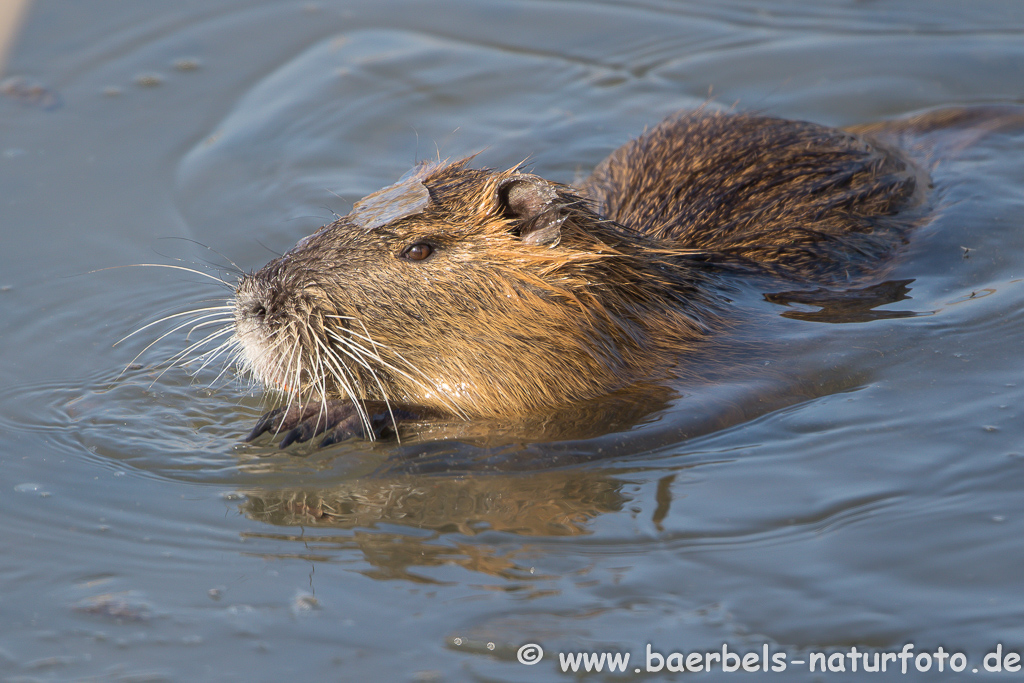 Nutria