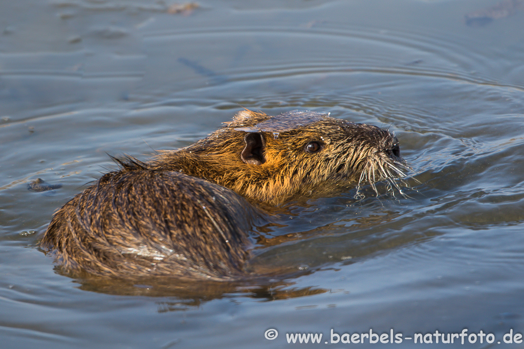 Nutria