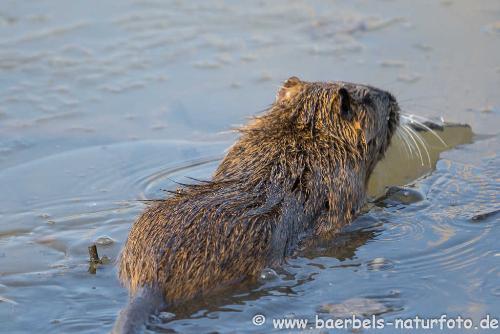 Nutria