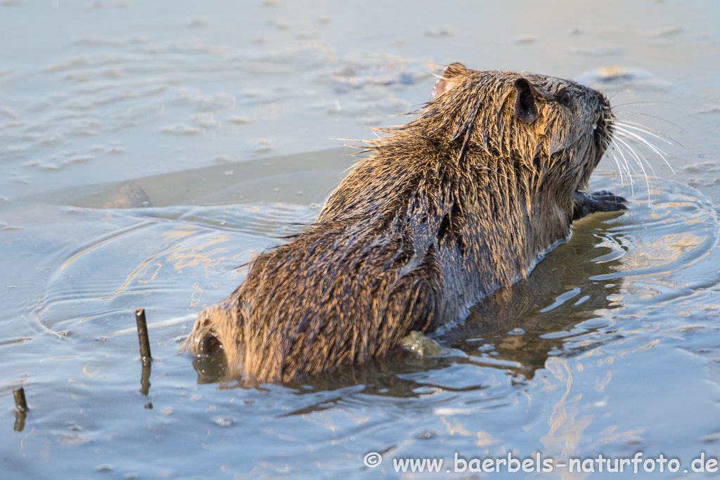 Nutria