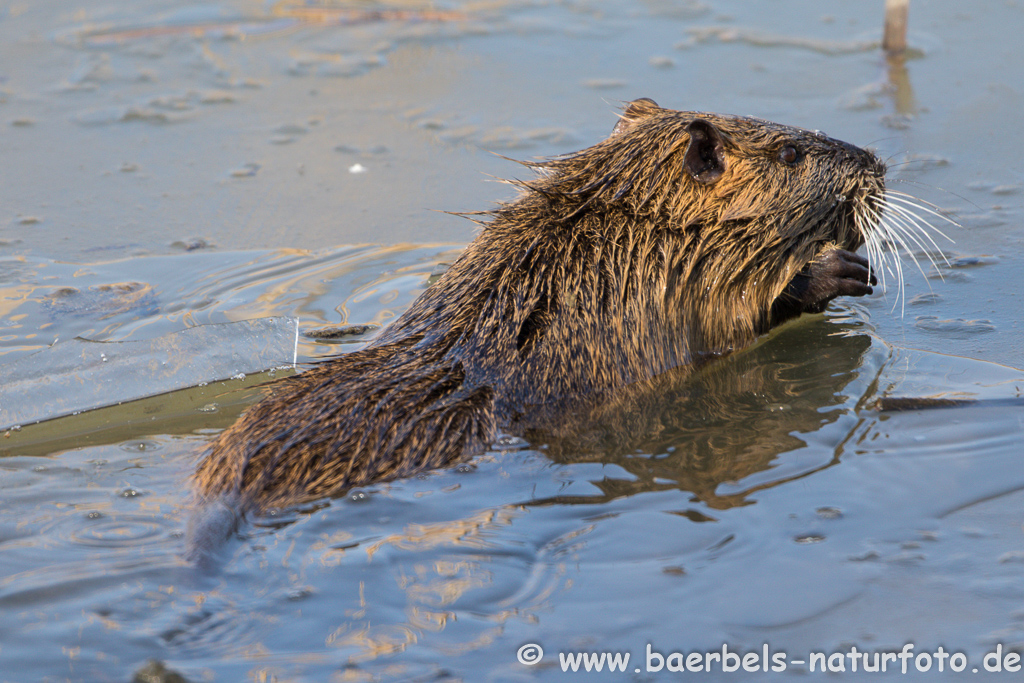 Nutria