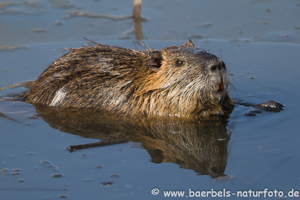 Nutria