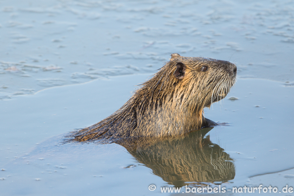 Nutria