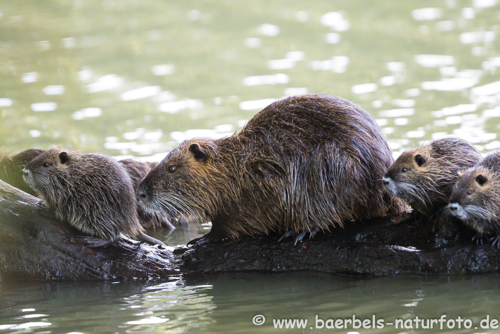 Nutria