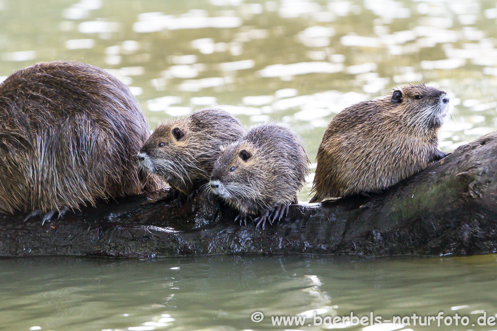 Nutria