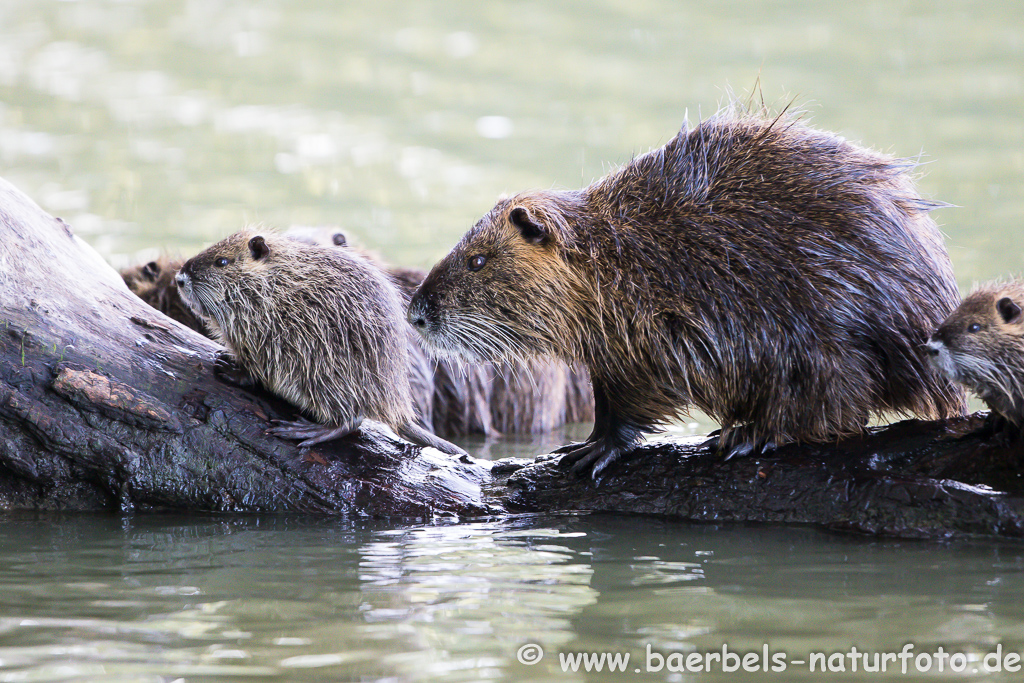 Nutria