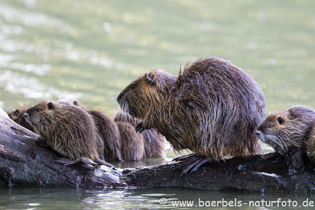 Nutria