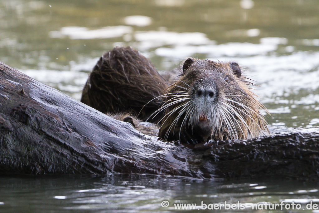 Nutria