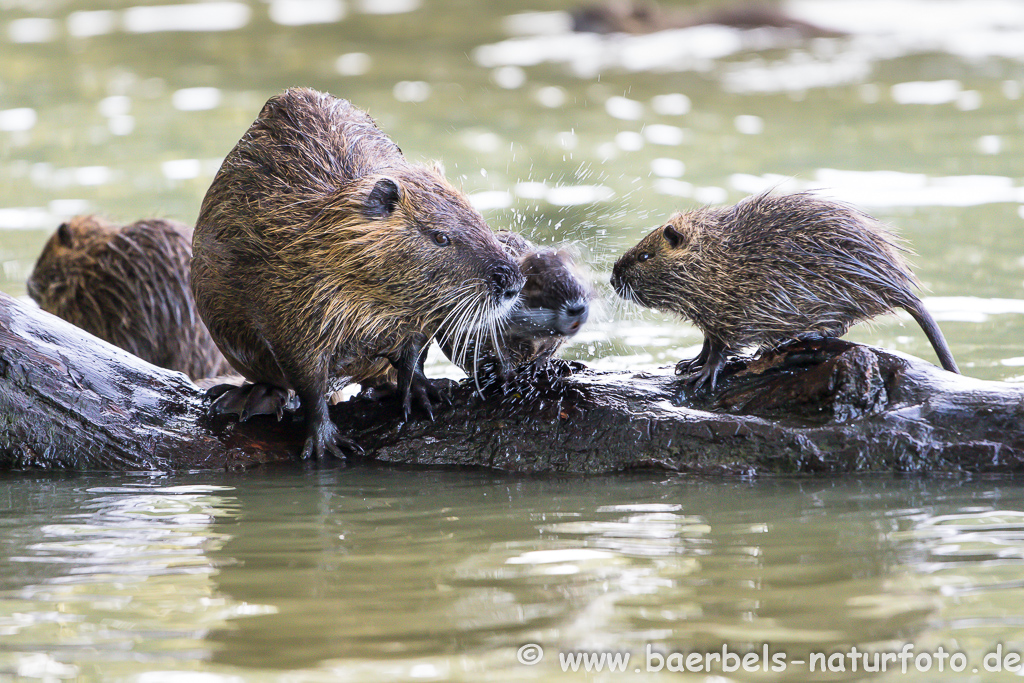 Nutria