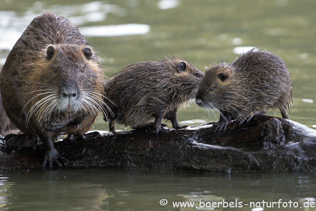 Nutria