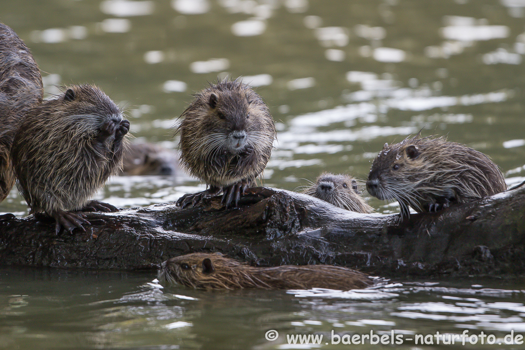 Nutria