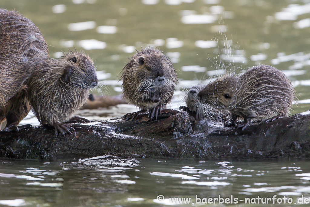 Nutria