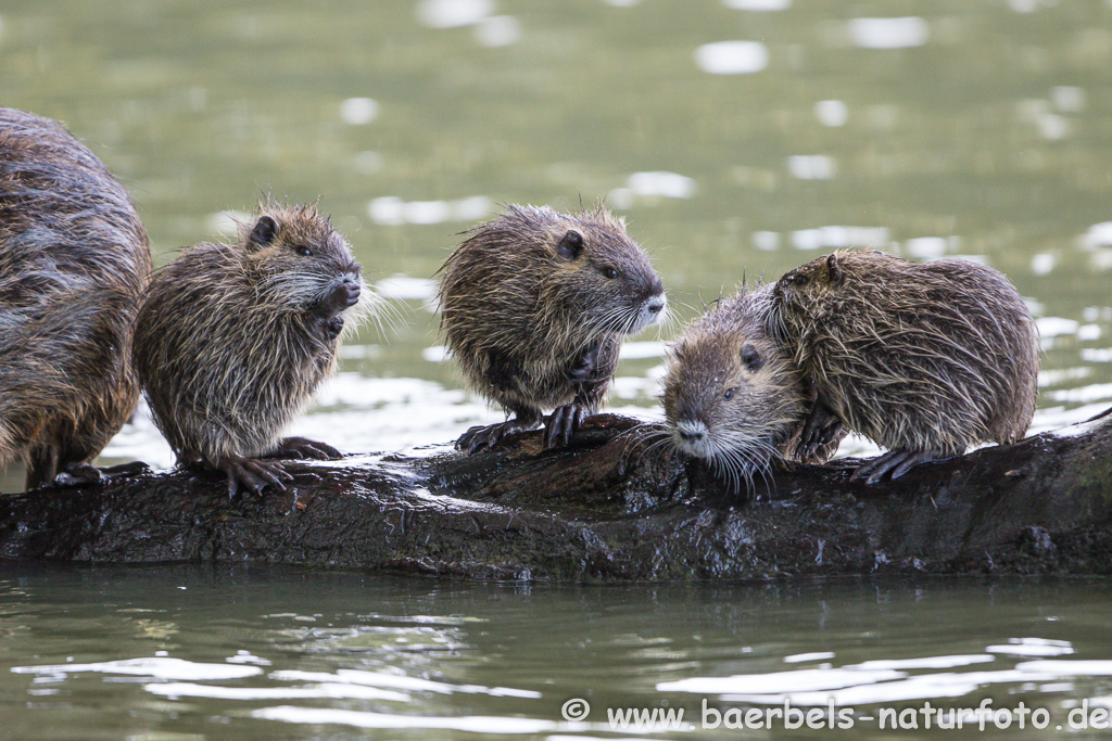 Nutria