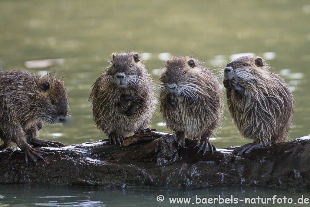 Nutria