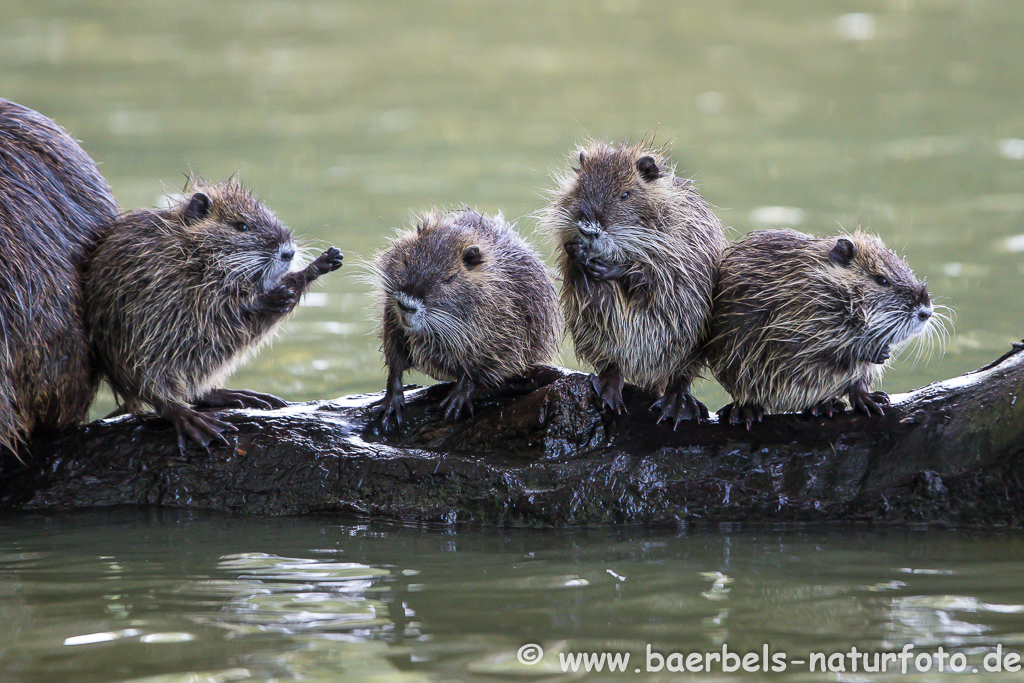 Nutria