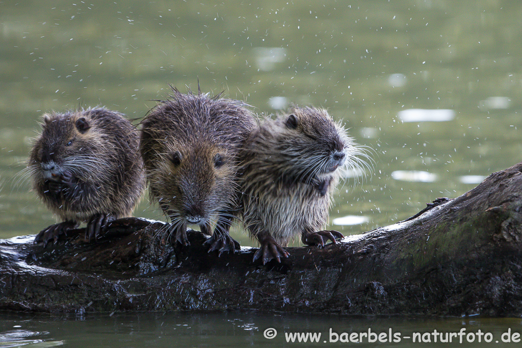 Nutria