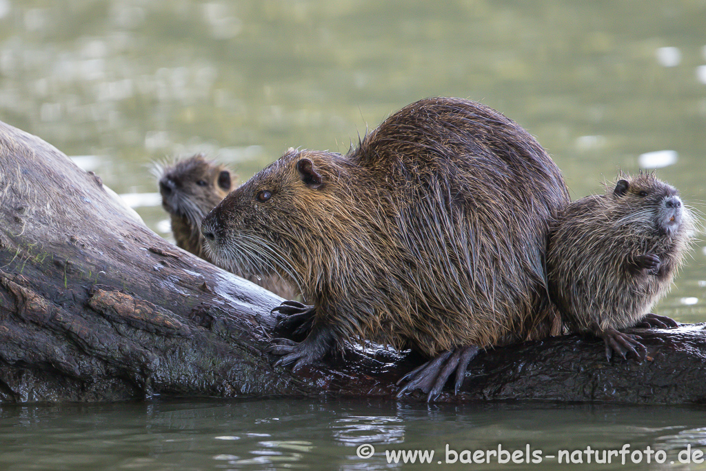 Nutria