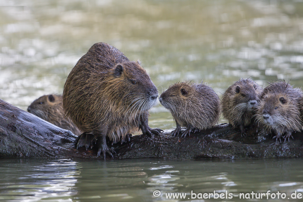 Nutria