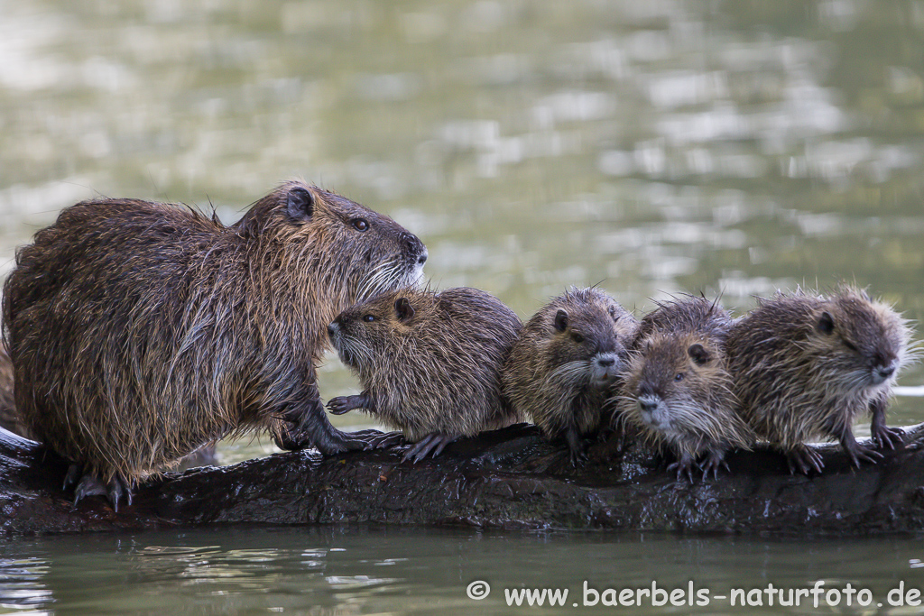 Nutria