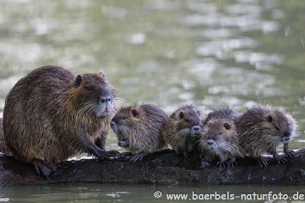 Nutria