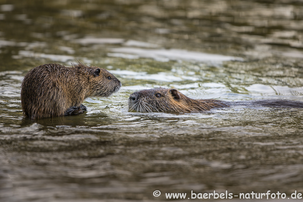 Nutria