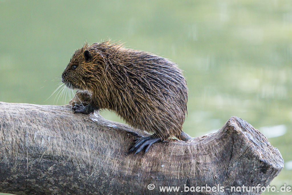 Nutria