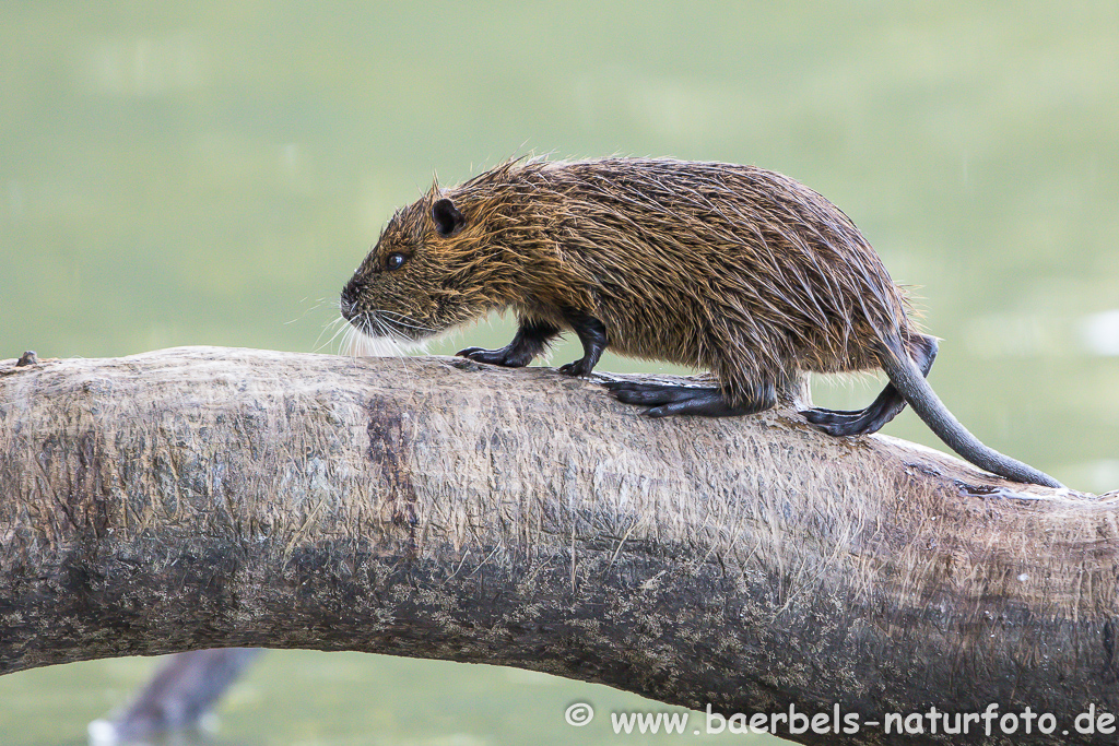 Nutria