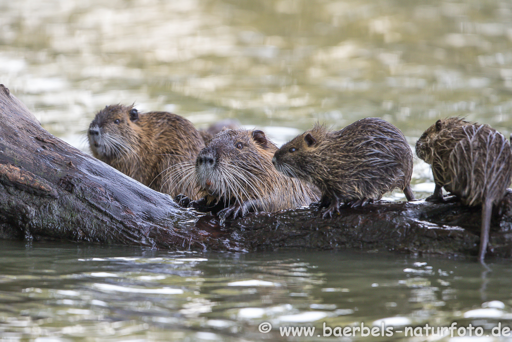 Nutria