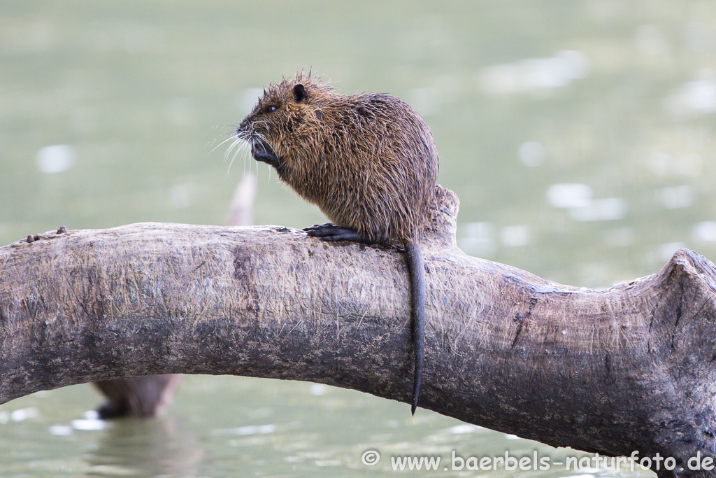 Nutria