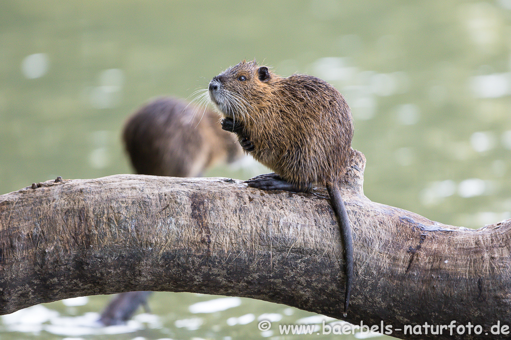 Nutria