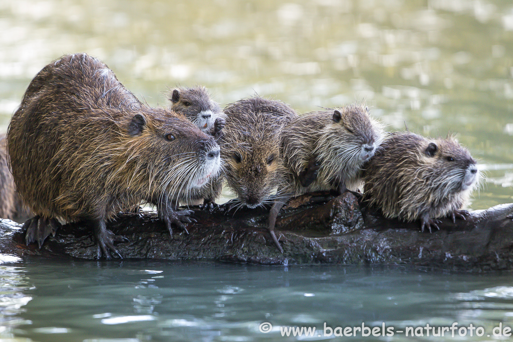 Nutria