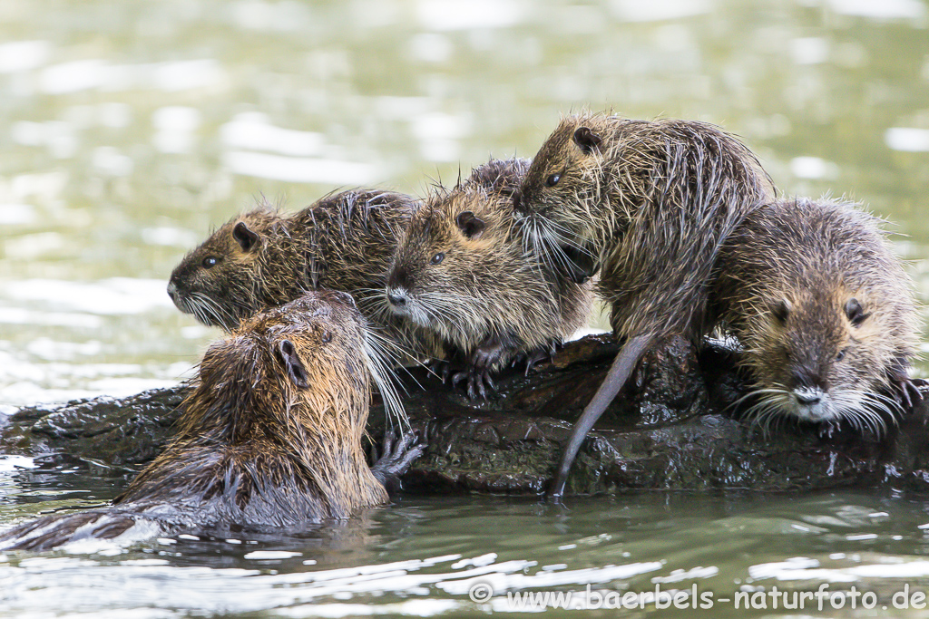 Nutria