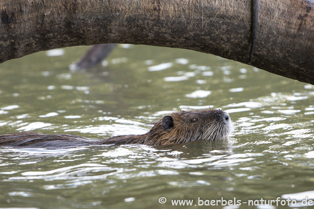 Nutria