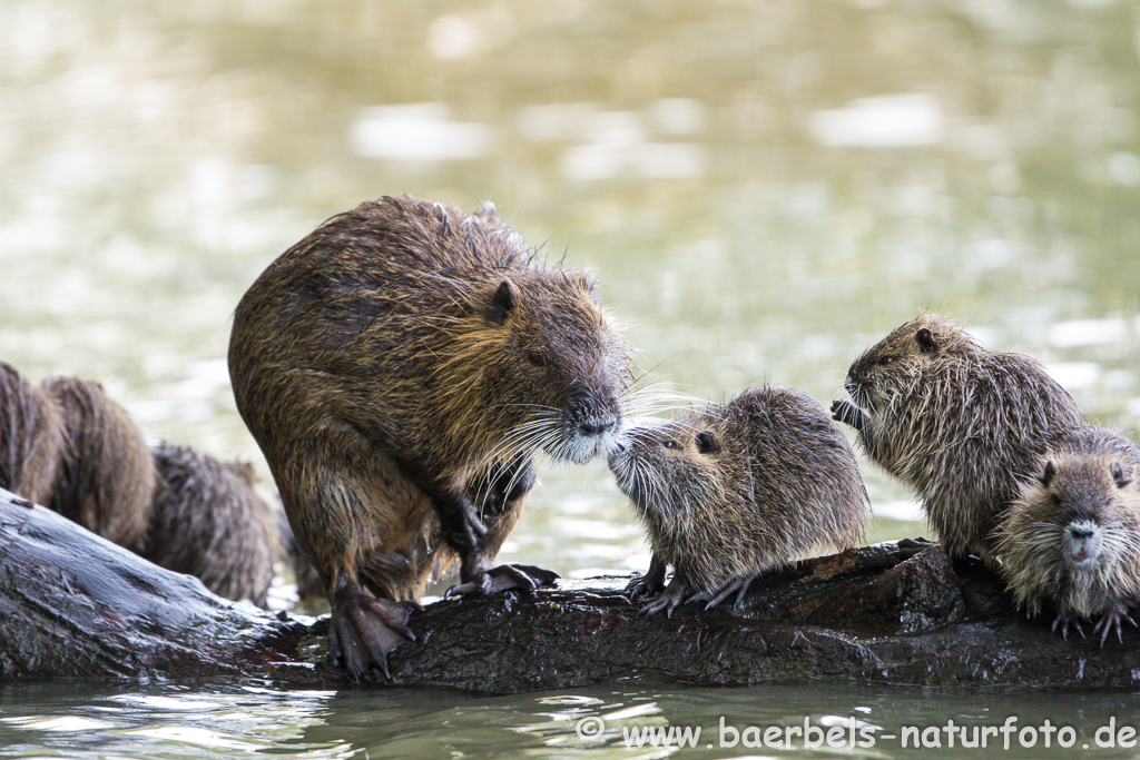 Nutria