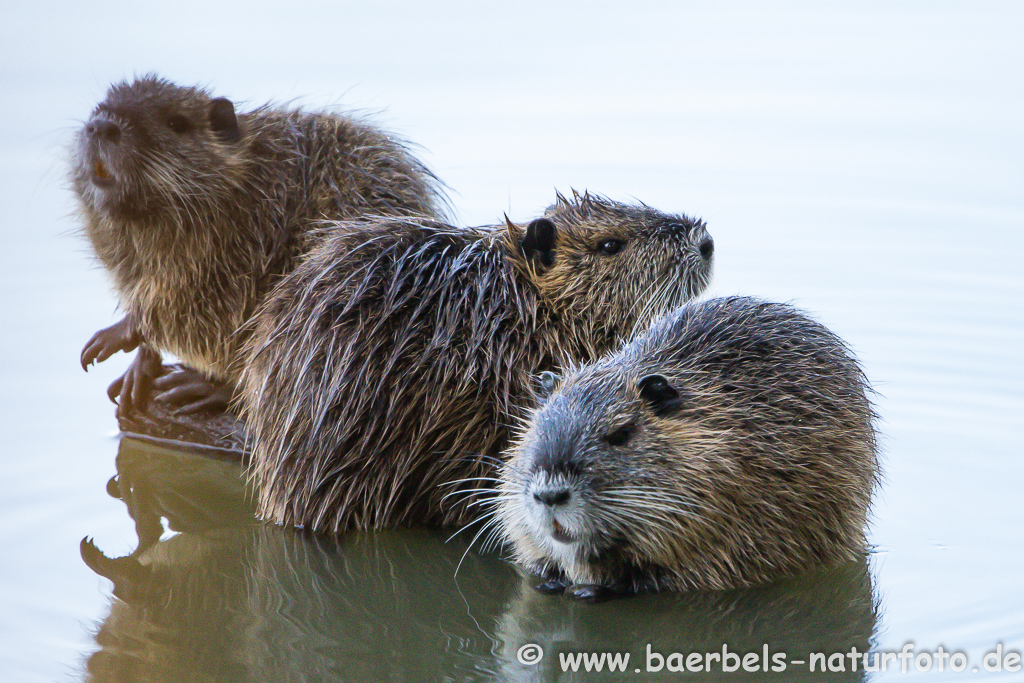 Nutria