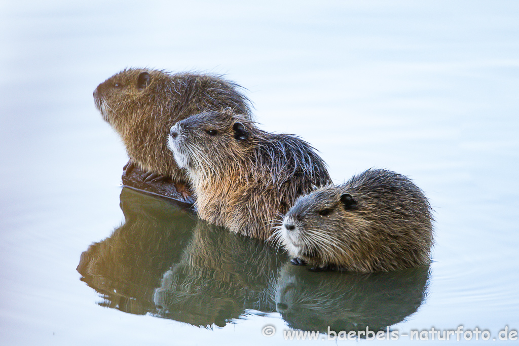 Nutria