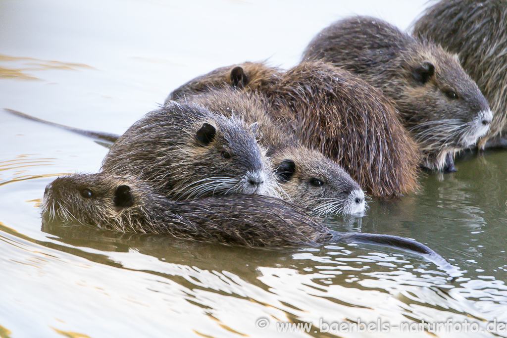 Nutria