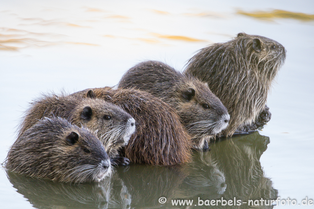 Nutria