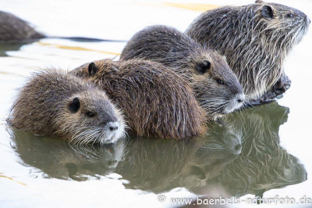 Nutria