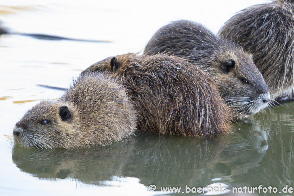 Nutria