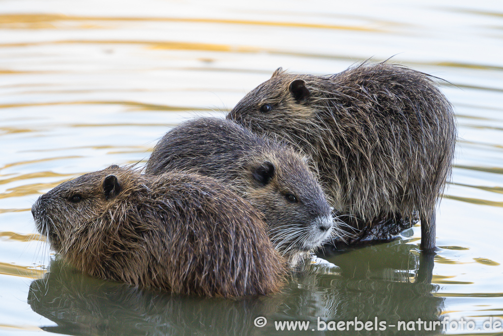 Nutria