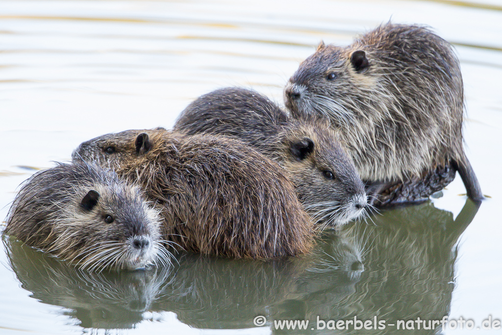 Nutria