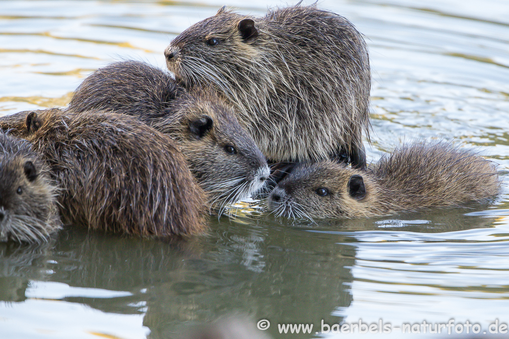 Nutria