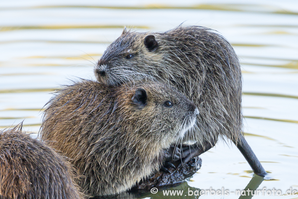 Nutria