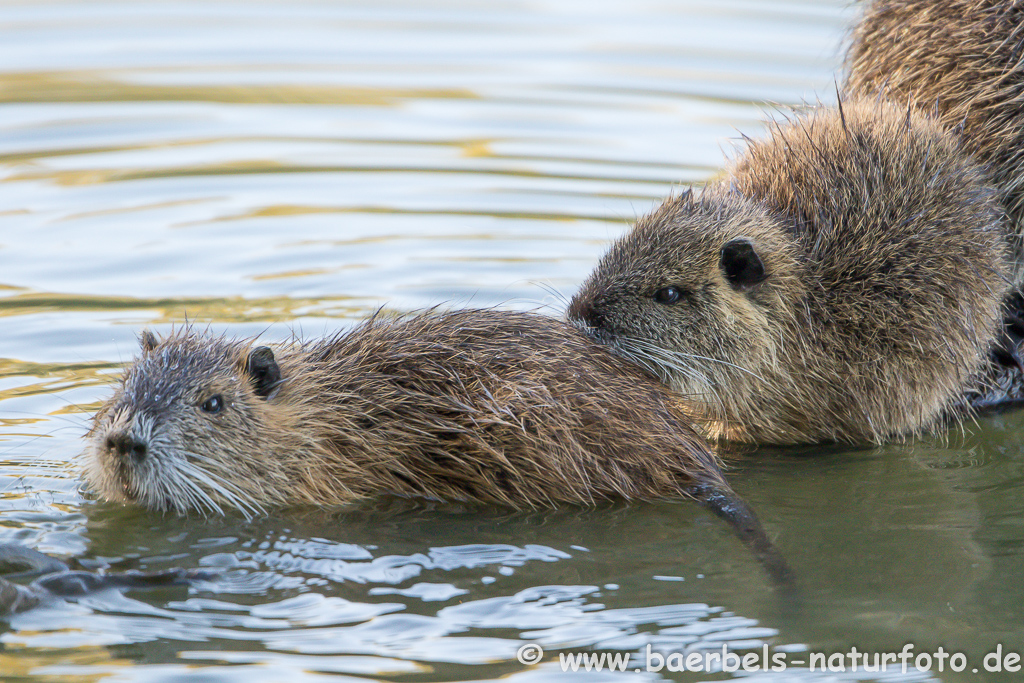 Nutria