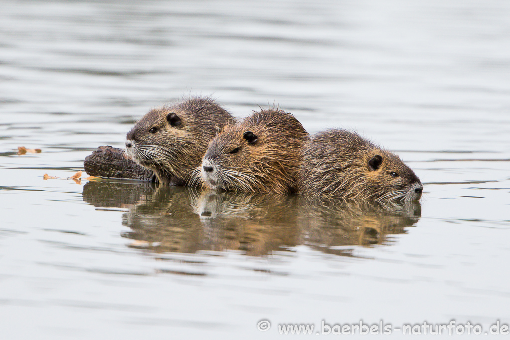 Nutria