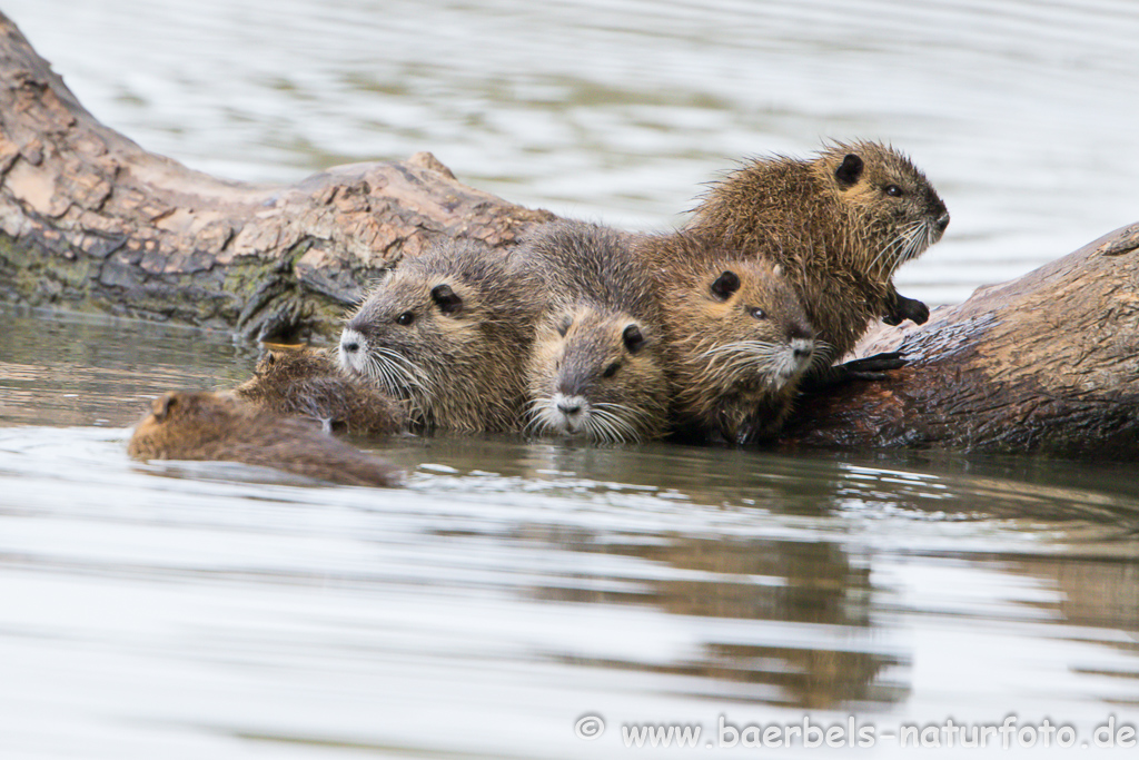 Nutria