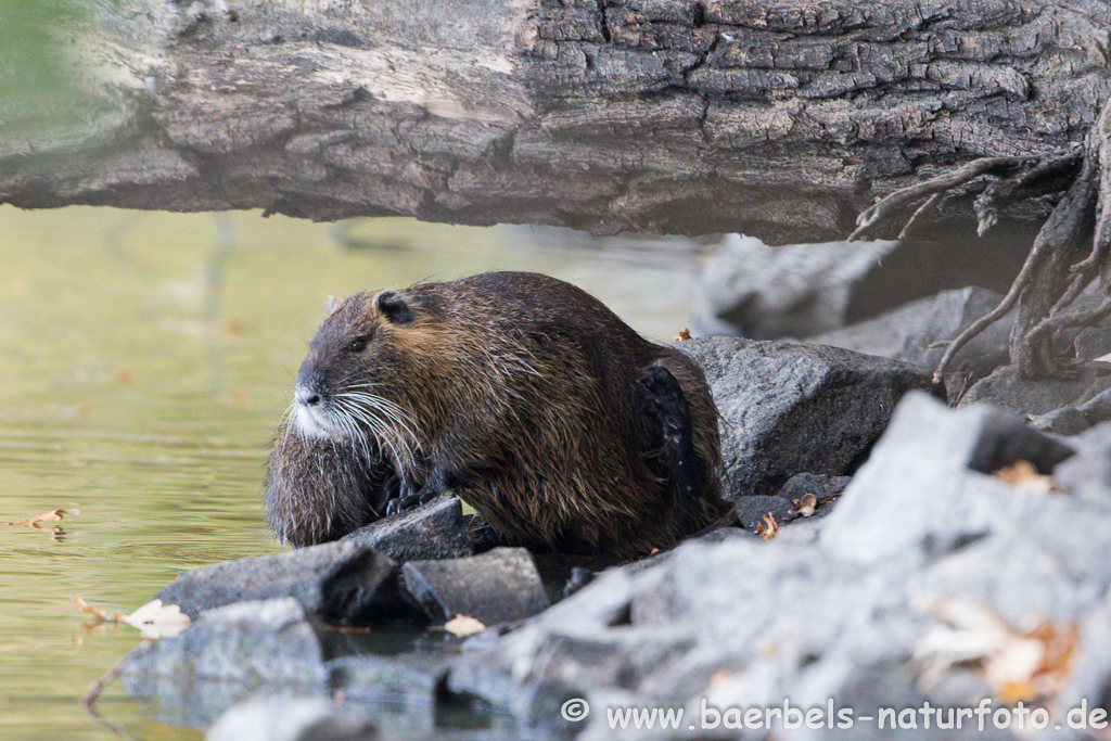 Nutria